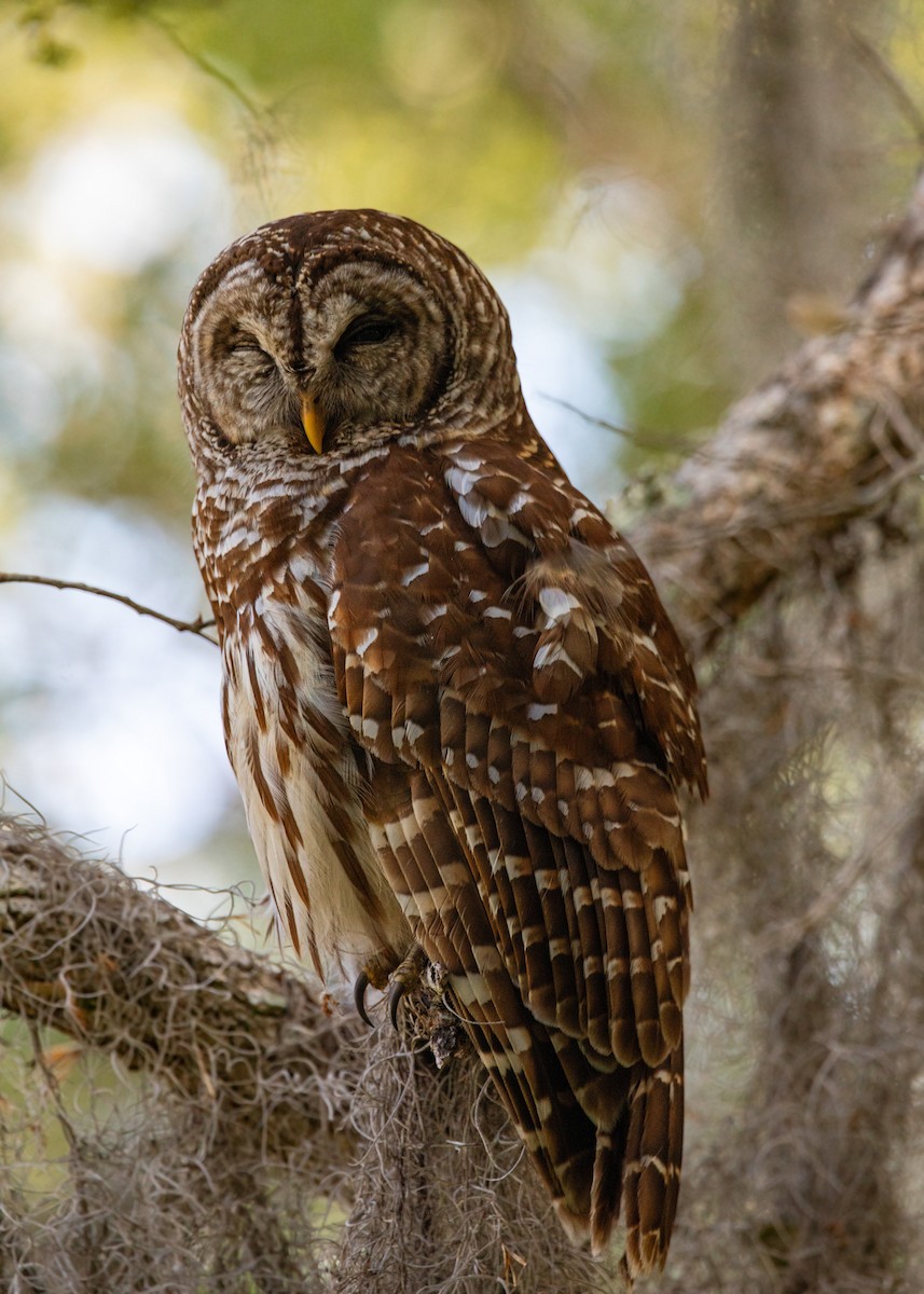 Barred Owl - William Clark