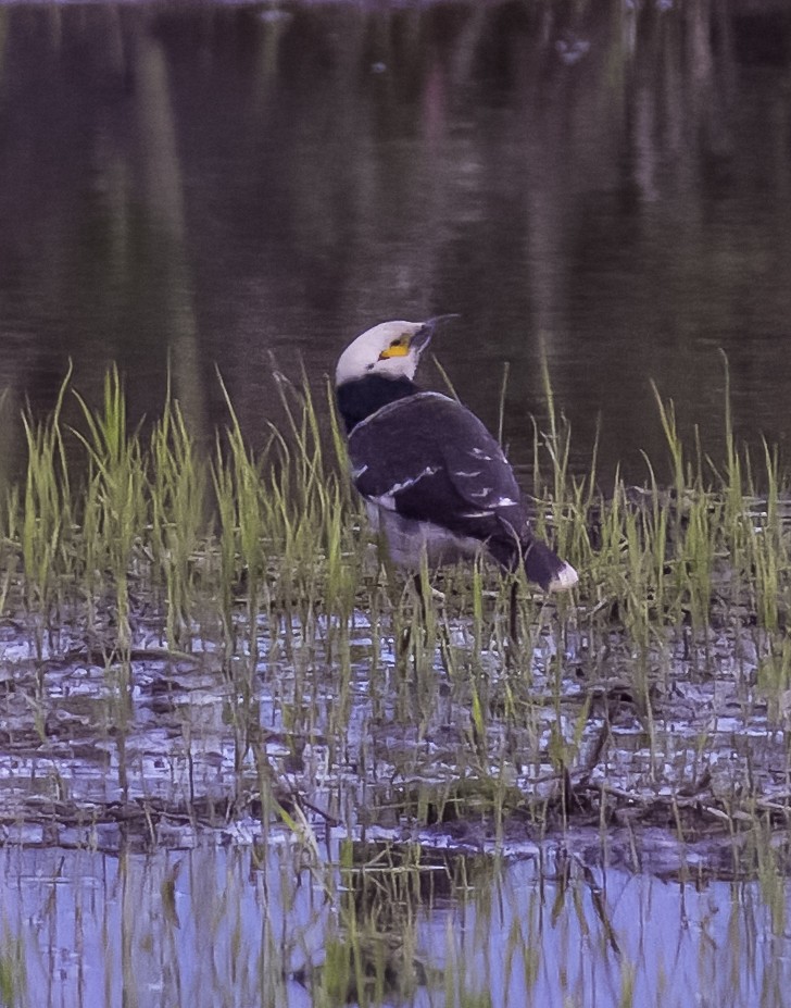 Black-collared Starling - ML618867069