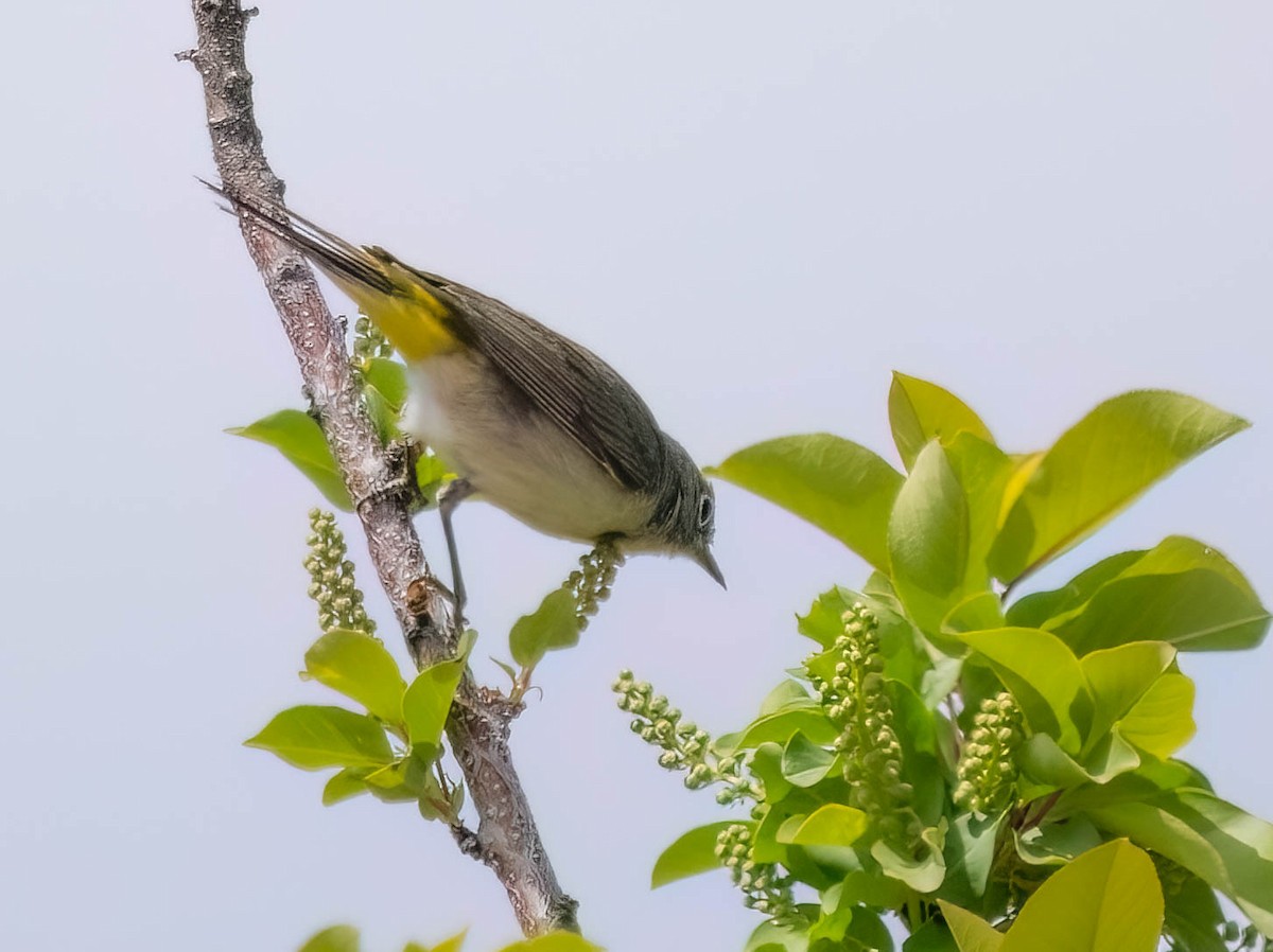 Virginia's Warbler - Courtney Rella