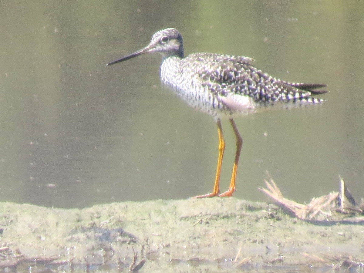 Greater Yellowlegs - ML618867092