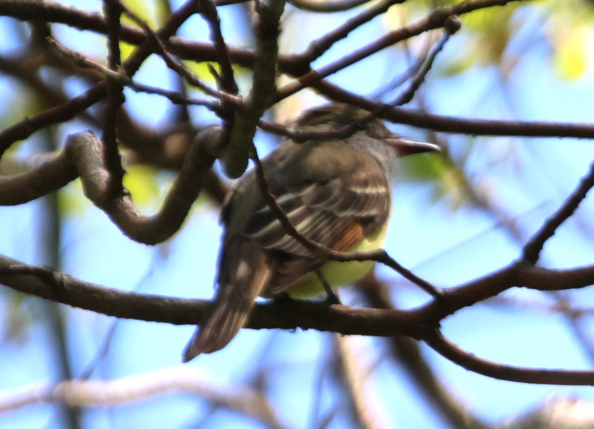 Great Crested Flycatcher - Alan Shapiro