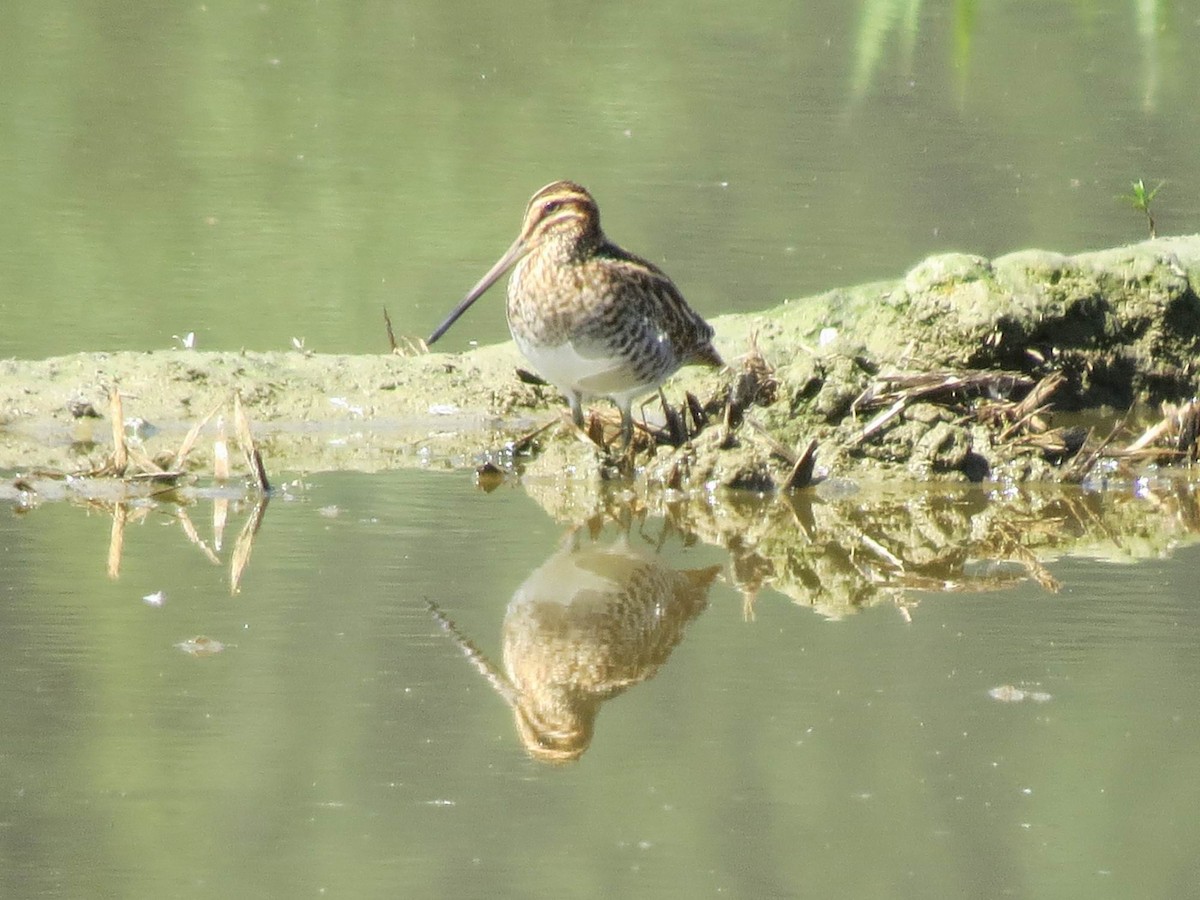 Wilson's Snipe - John Tschopp