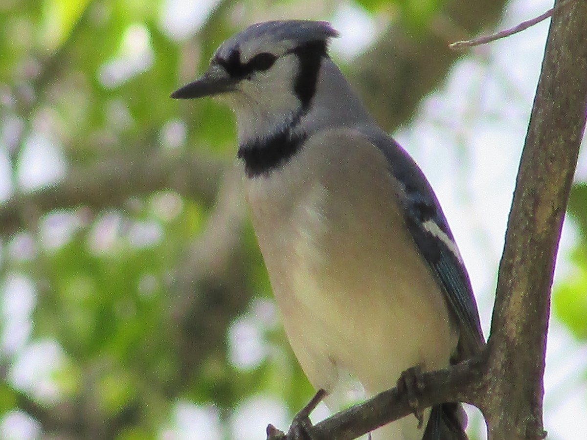 Blue Jay - Felice  Lyons