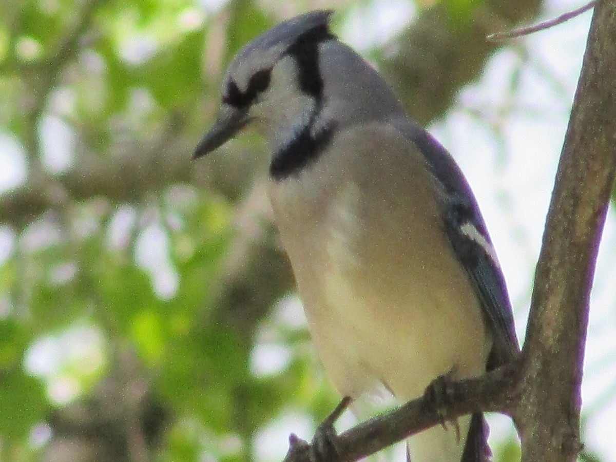 Blue Jay - Felice  Lyons