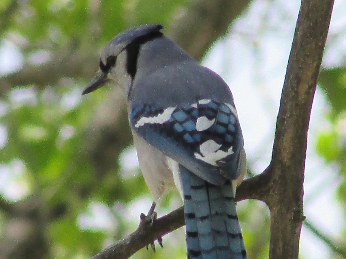 Blue Jay - Felice  Lyons