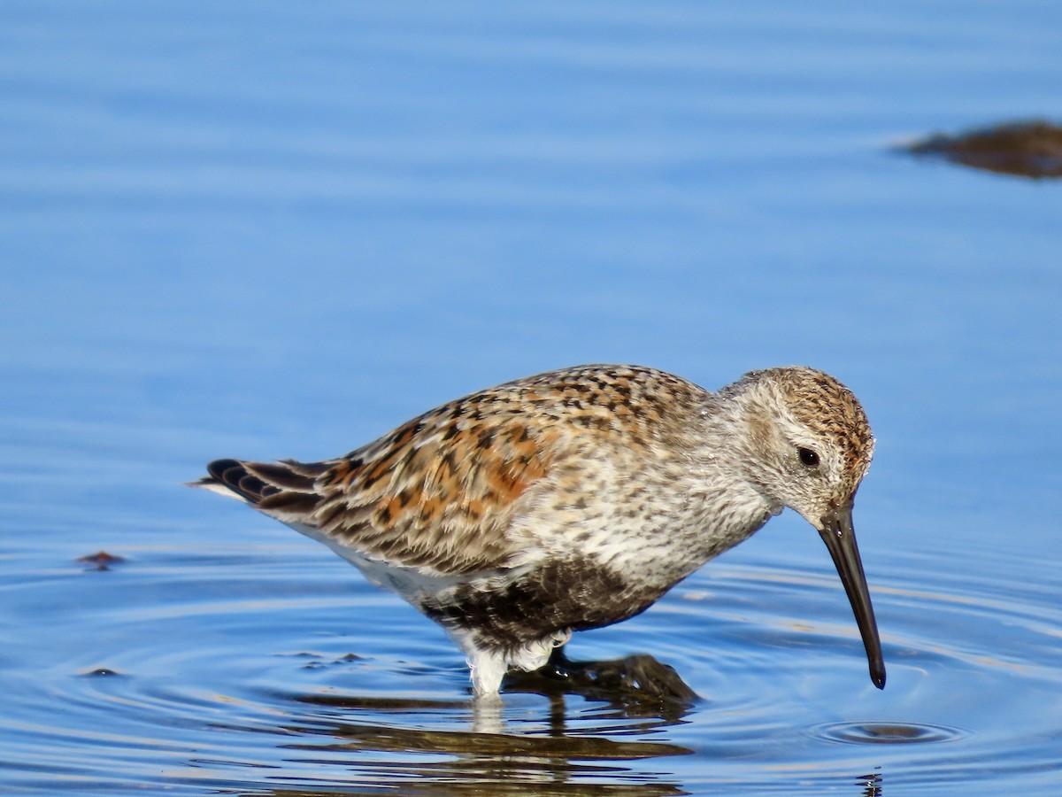 Dunlin - Dan Mottern