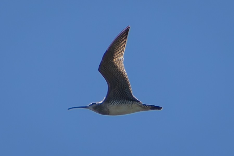 Regenbrachvogel - ML618867159