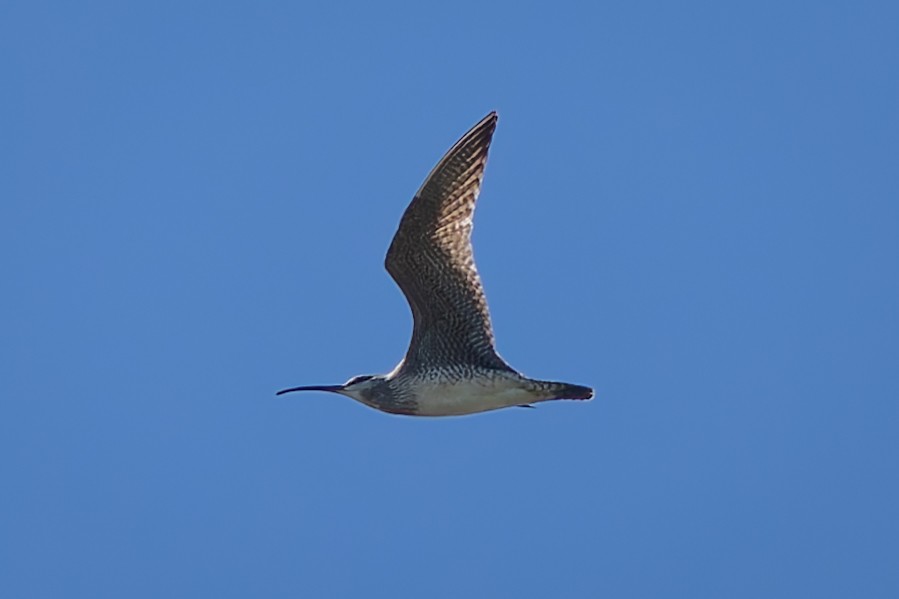 Regenbrachvogel - ML618867160