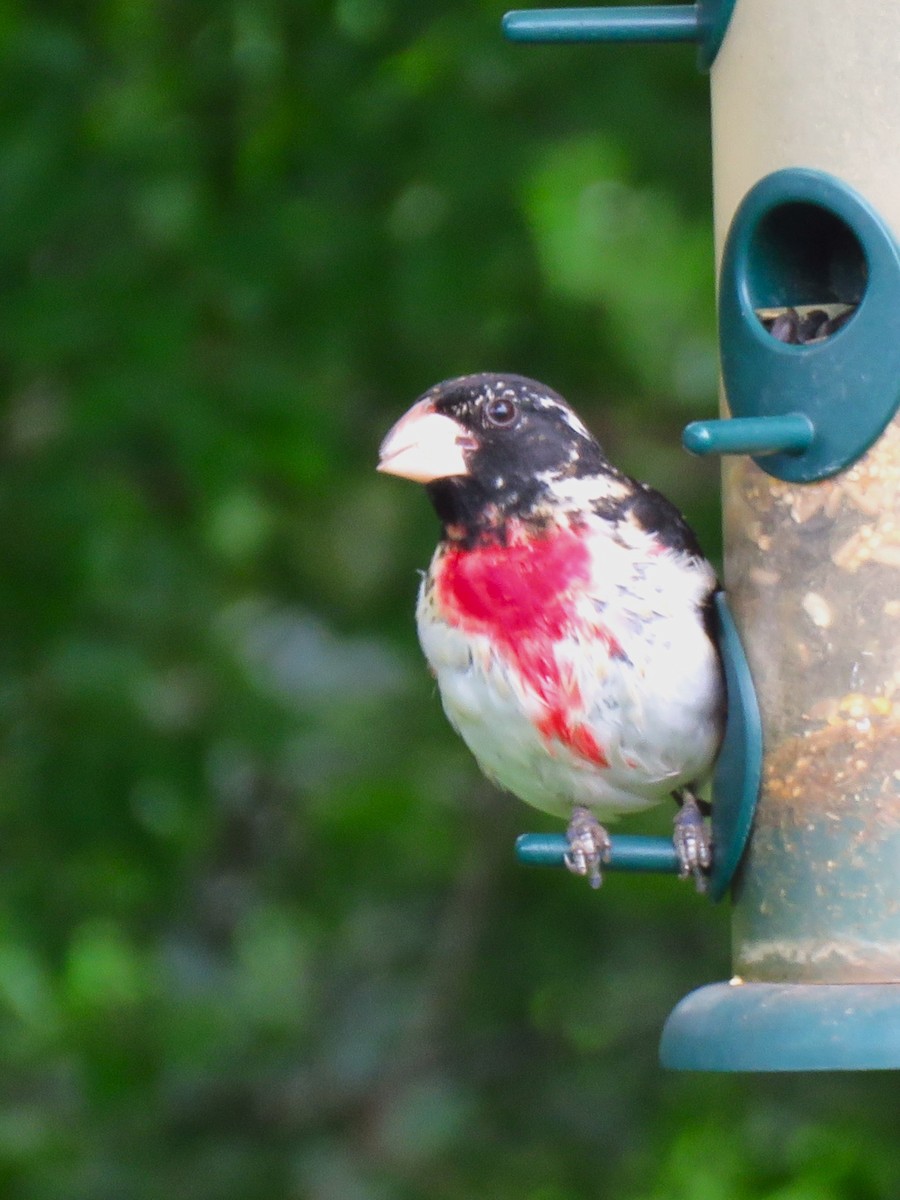 Rose-breasted Grosbeak - ML618867168