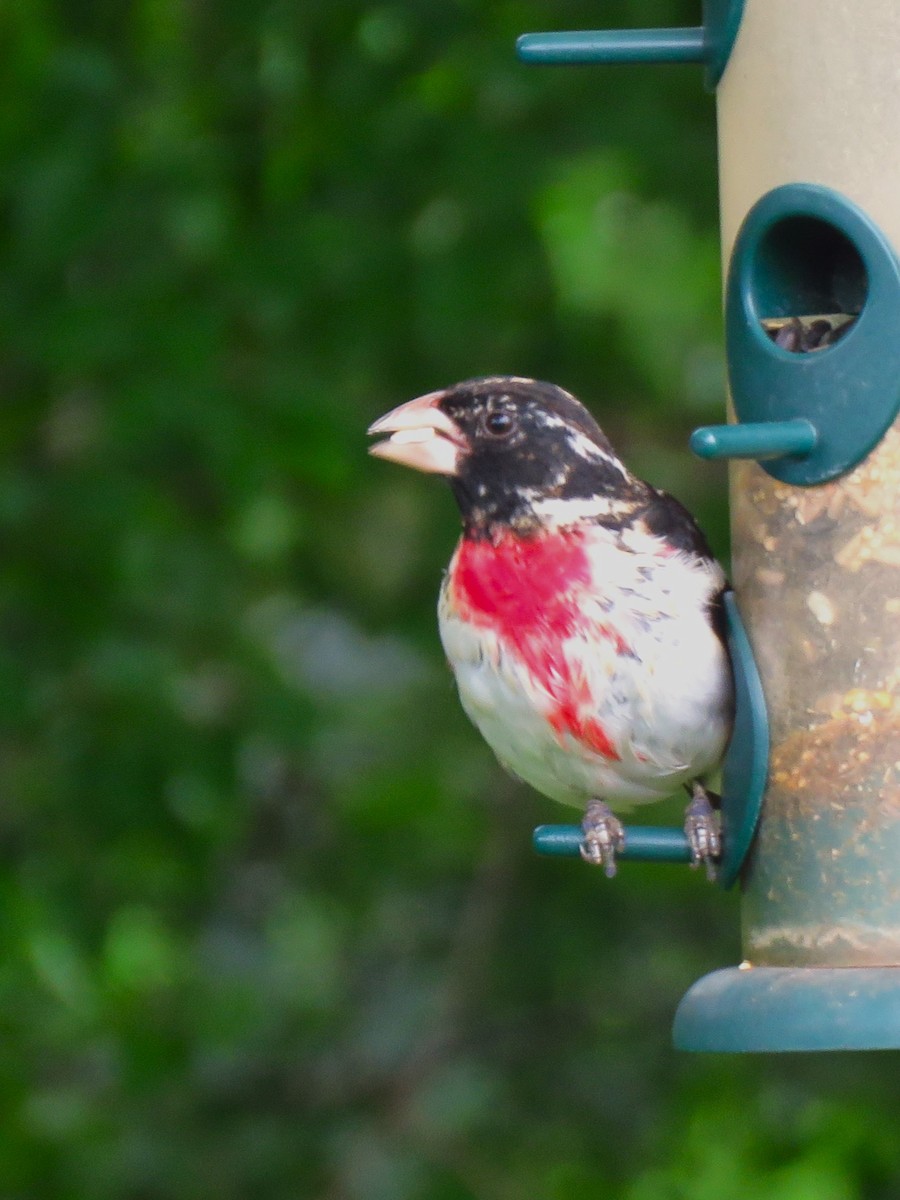 Rose-breasted Grosbeak - ML618867169