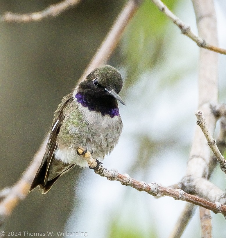 Black-chinned Hummingbird - Tom Wilberding