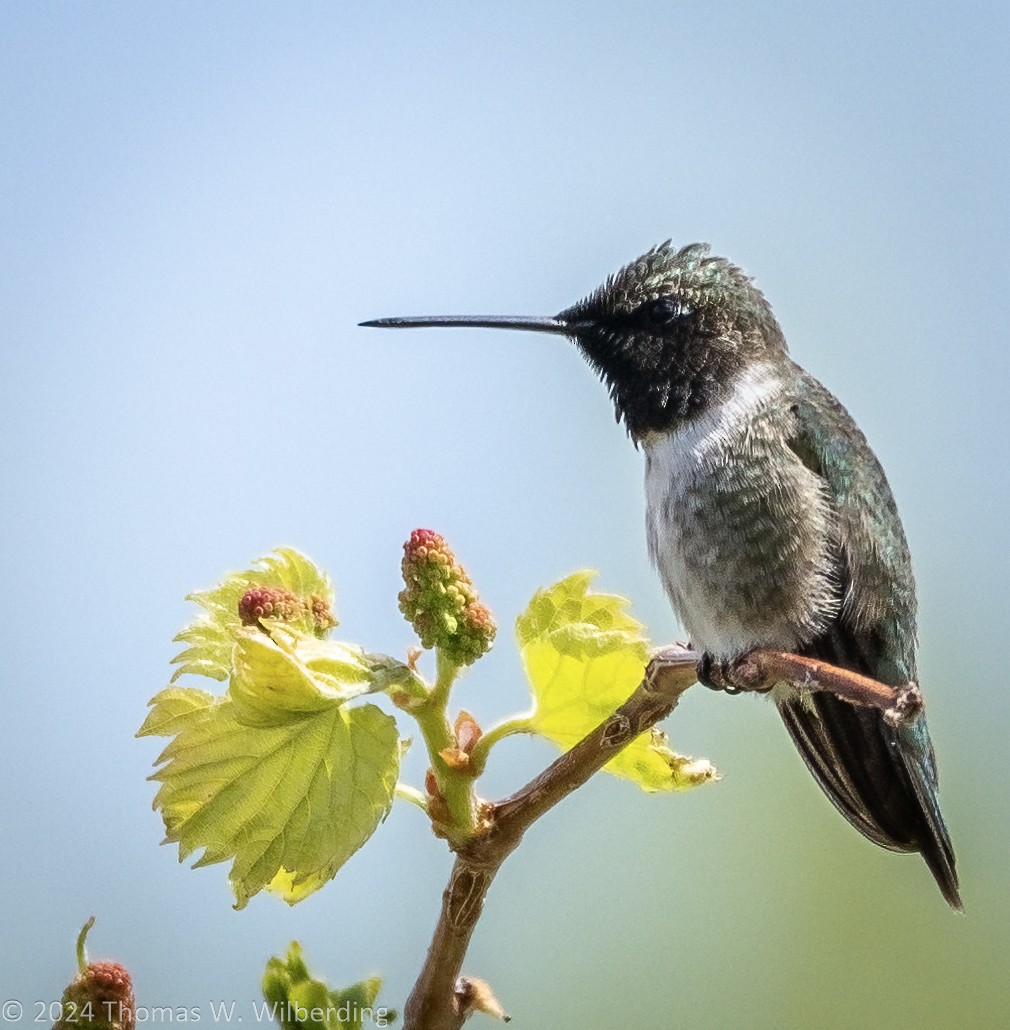 Black-chinned Hummingbird - Tom Wilberding