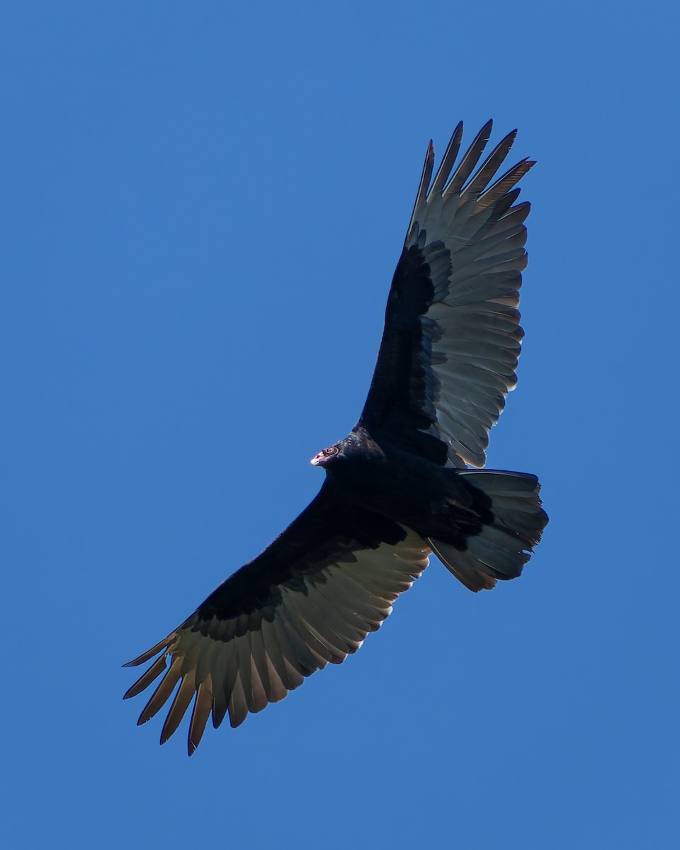 Turkey Vulture - Ali Kasperzak