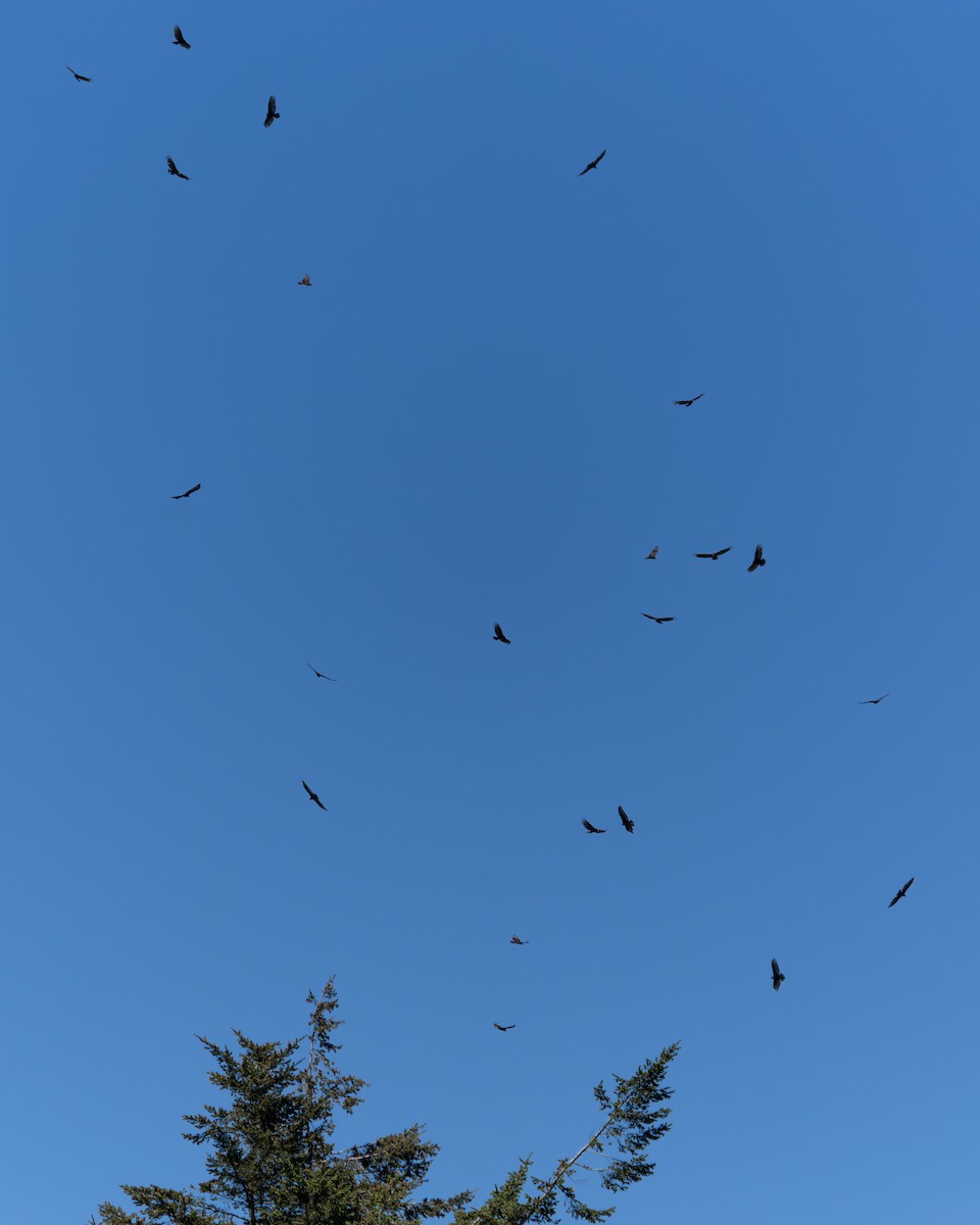 Turkey Vulture - Ali Kasperzak