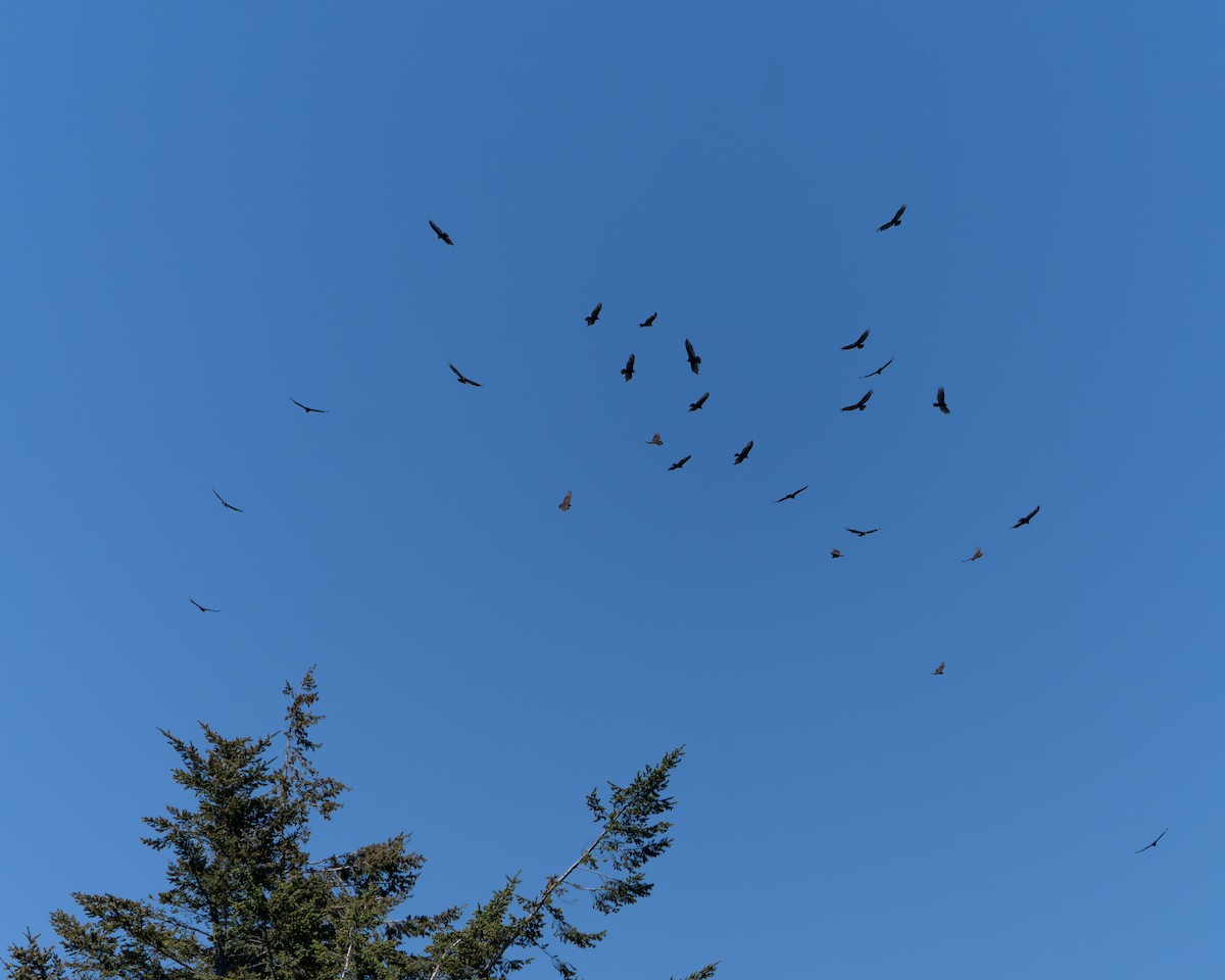 Turkey Vulture - ML618867180