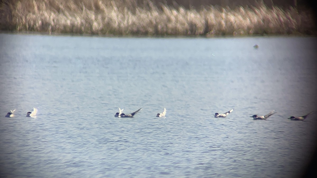 Forster's Tern - ML618867182