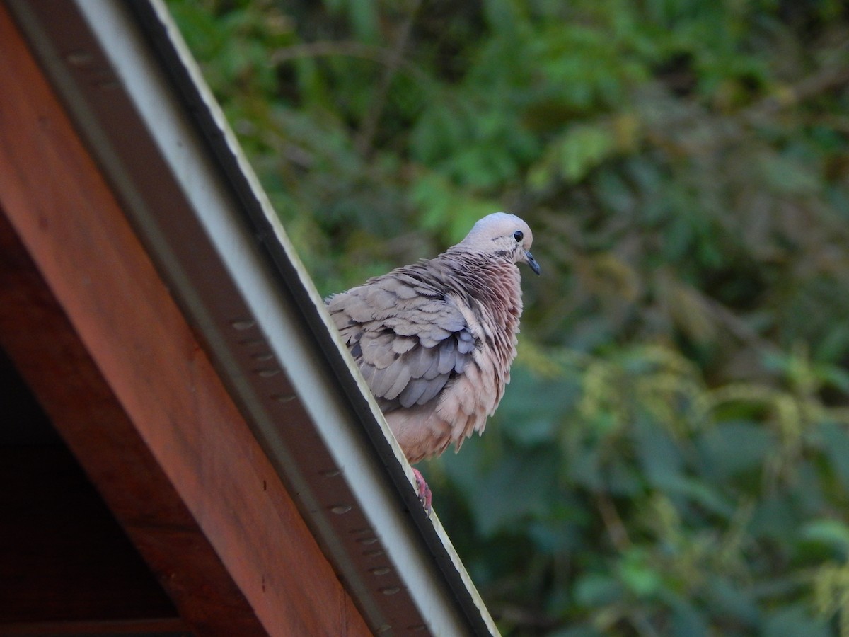 Eared Dove - ML618867184