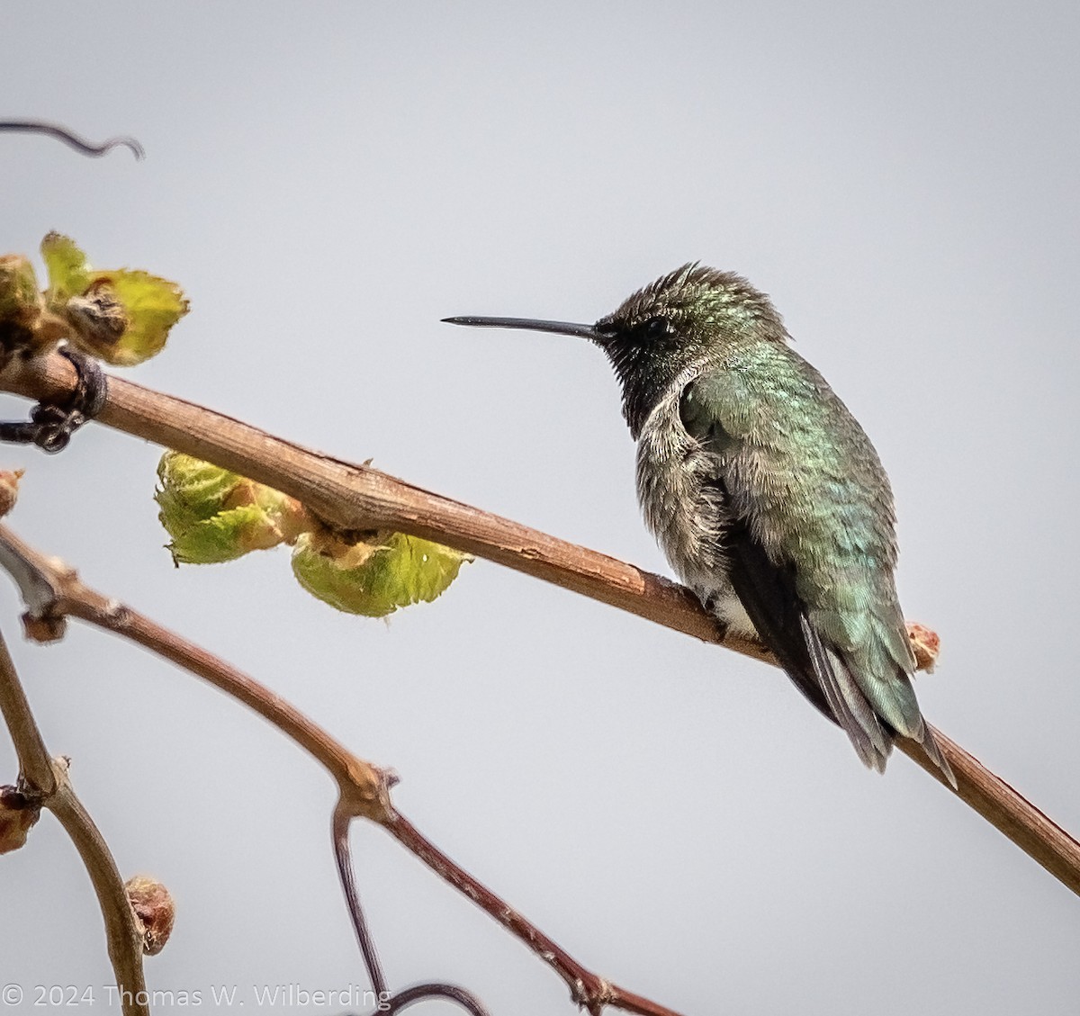 Broad-tailed Hummingbird - Tom Wilberding