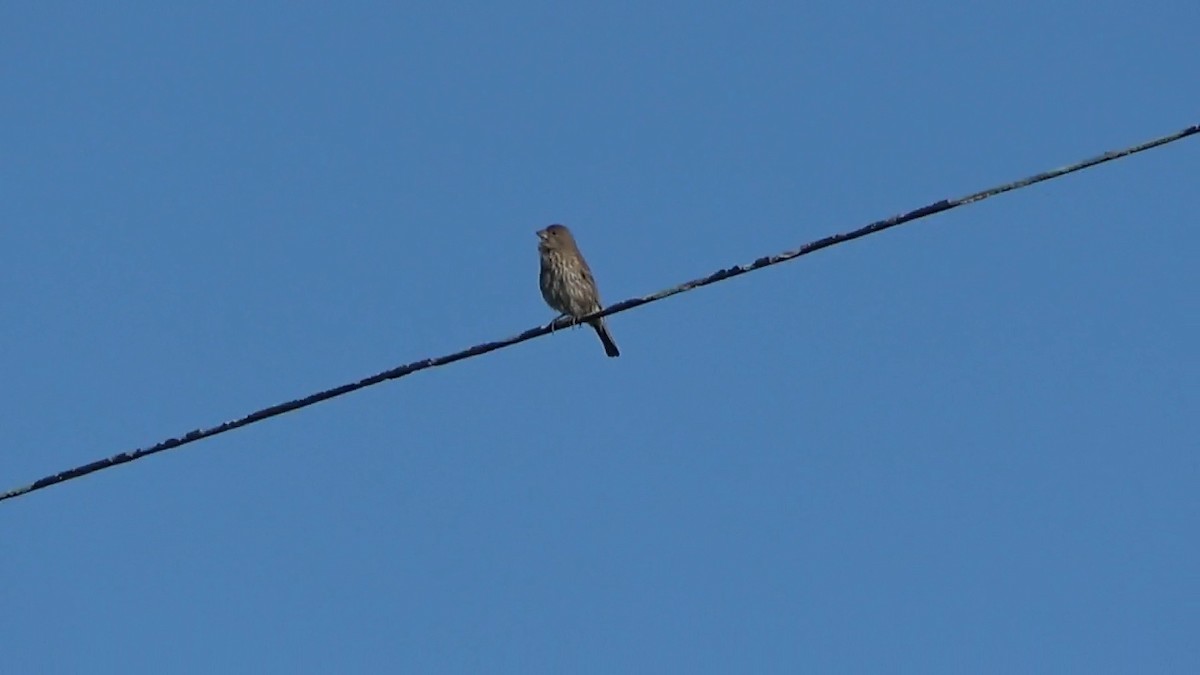 House Finch - Bruce Schine