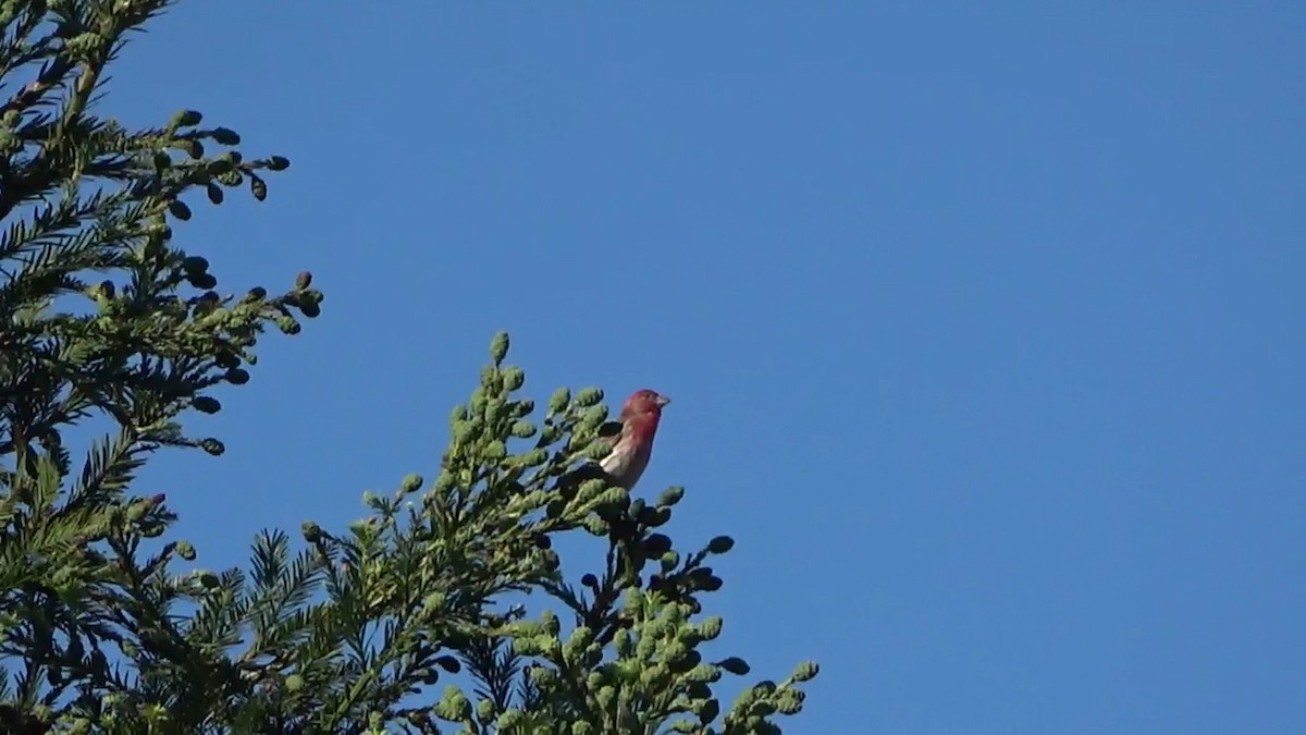 House Finch - Bruce Schine