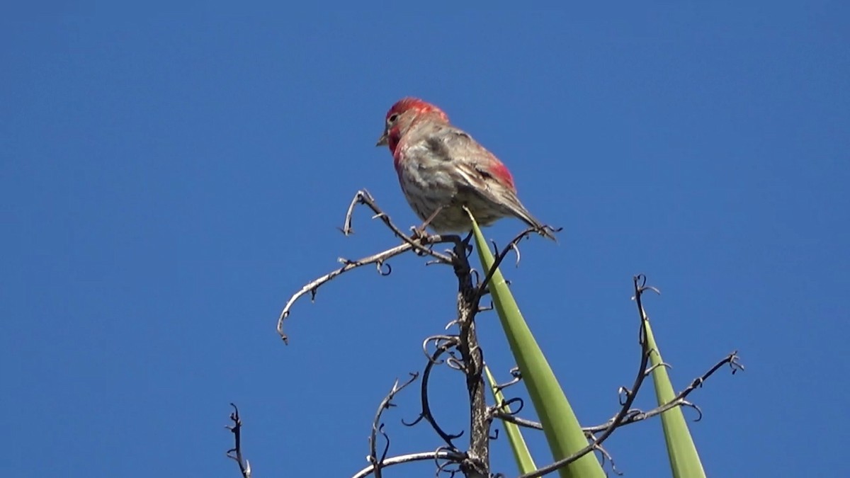 House Finch - Bruce Schine