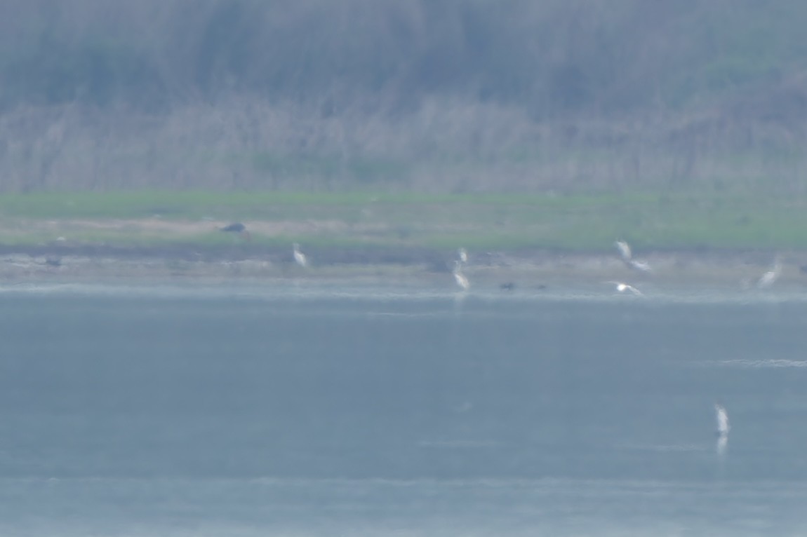 Lesser Adjutant - ML618867209