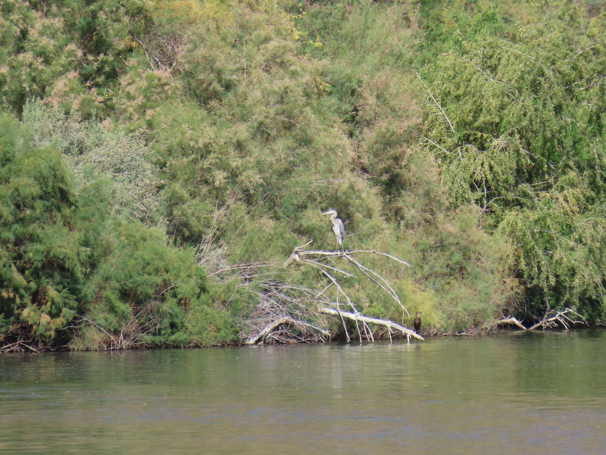 Great Blue Heron - Laura Hasty