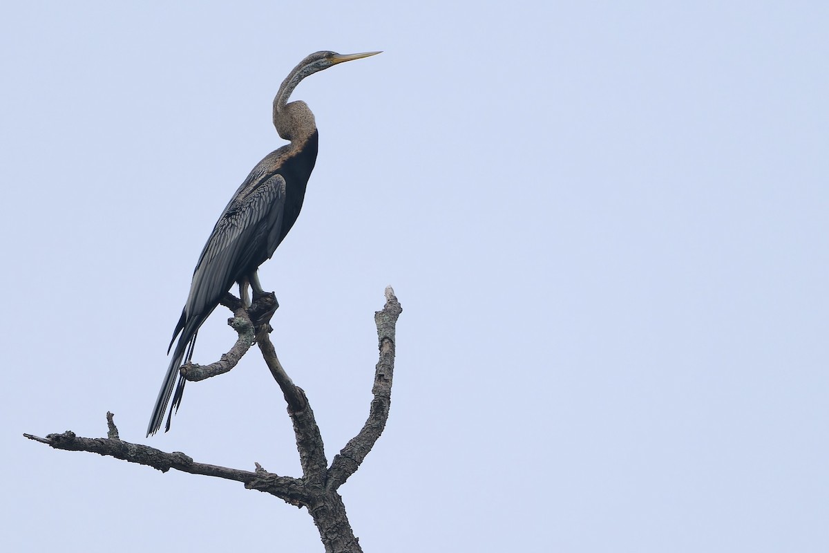 Anhinga Asiática - ML618867236