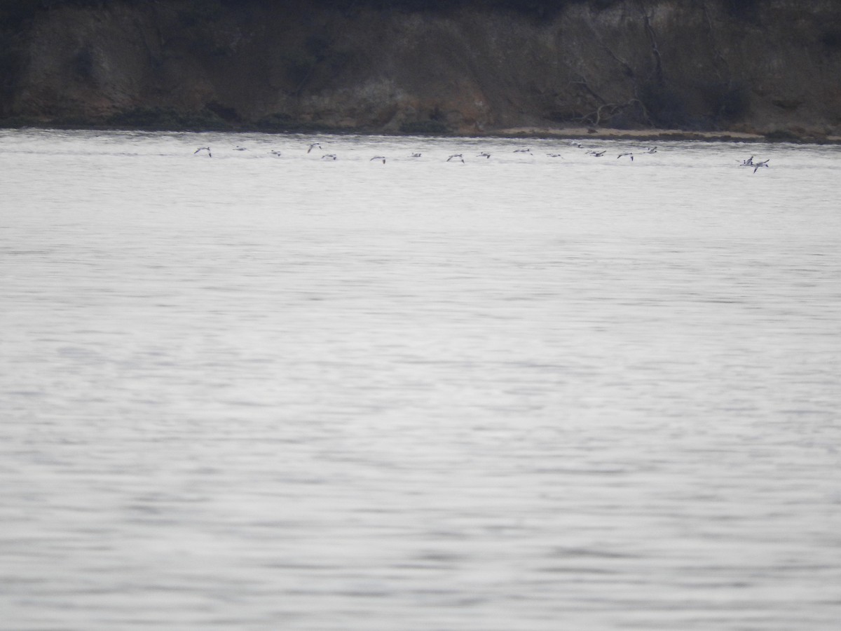 Red-necked Avocet - Archer Callaway