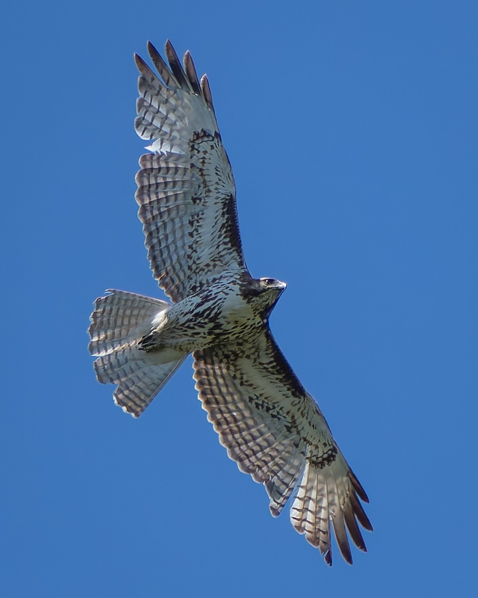 Red-tailed Hawk - Ali Kasperzak