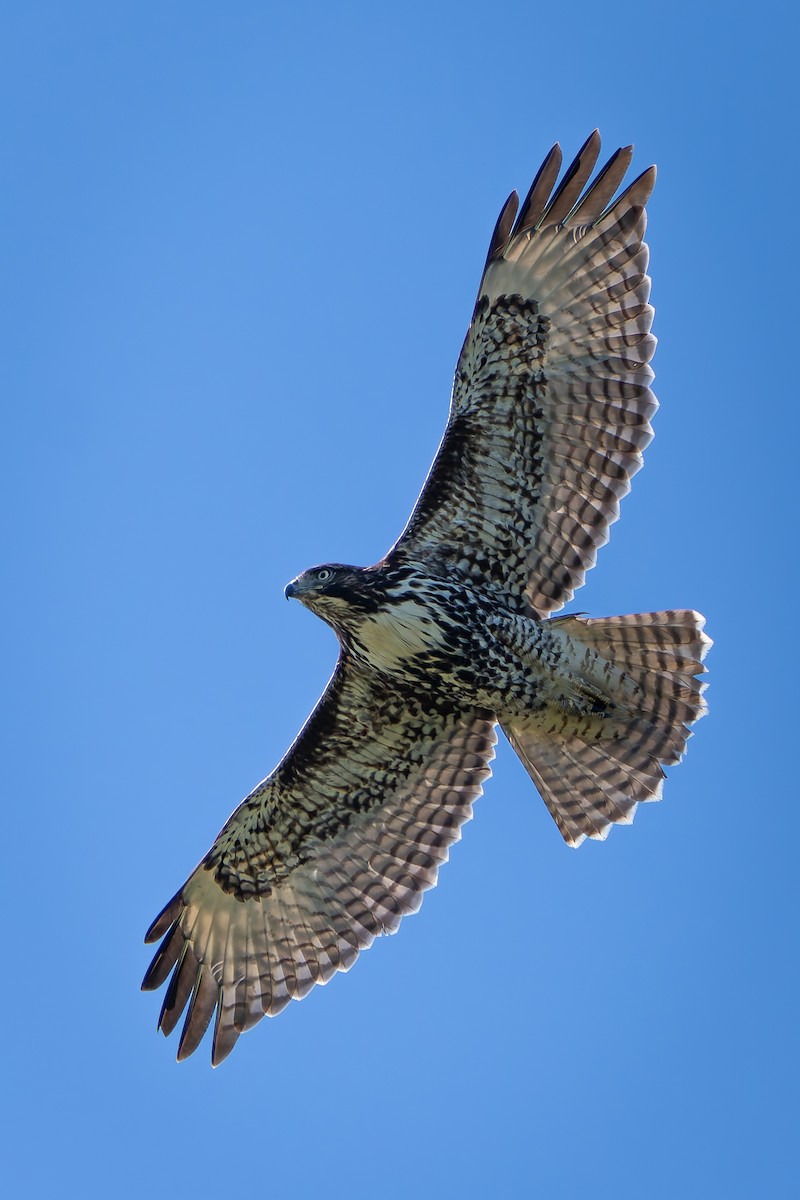 Red-tailed Hawk - Ali Kasperzak