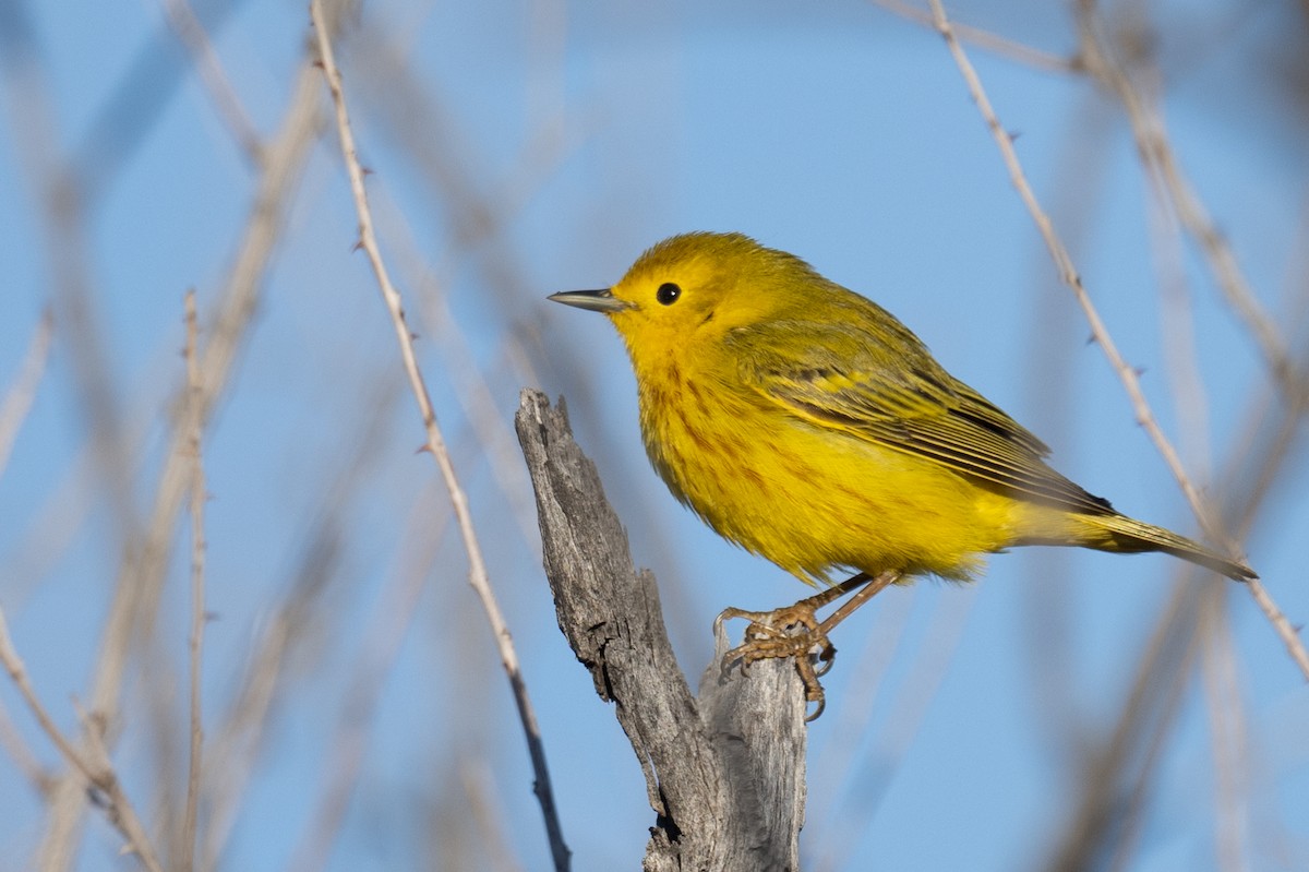 Yellow Warbler - Ross Bartholomew