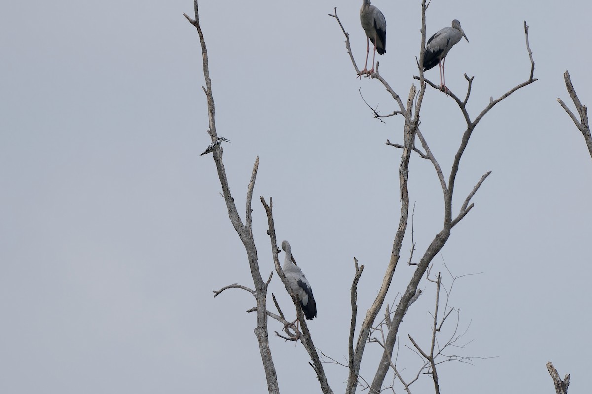 Pied Kingfisher - ML618867284