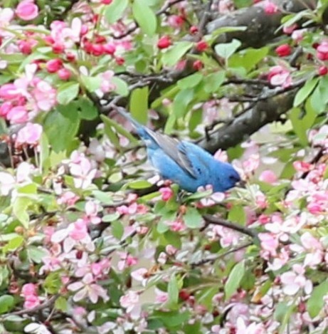 Indigo Bunting - ML618867290