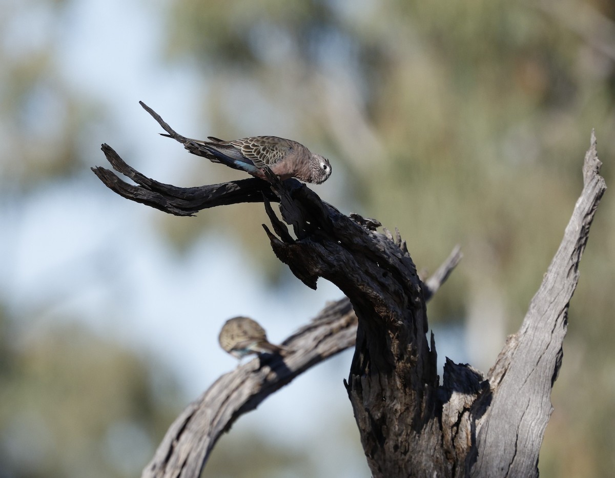 Bourke's Parrot - Cathy Pert