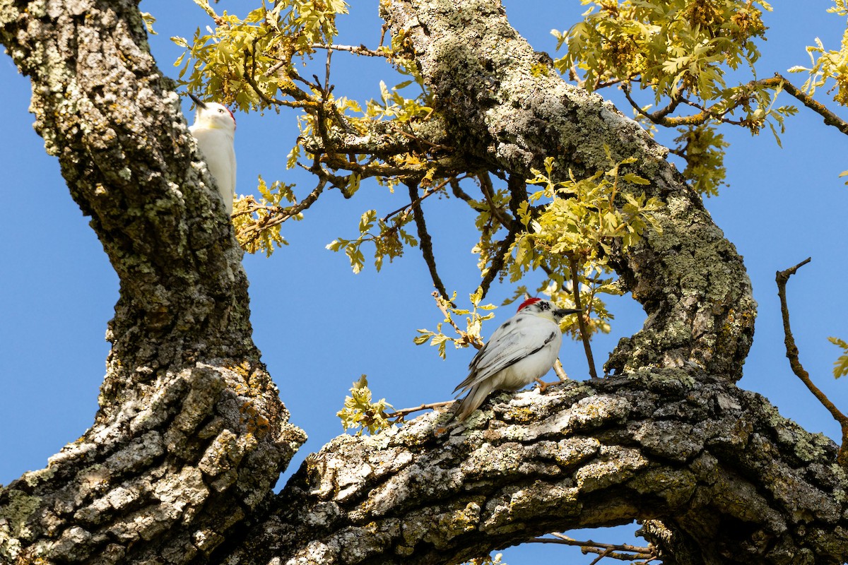 Acorn Woodpecker - William Clark