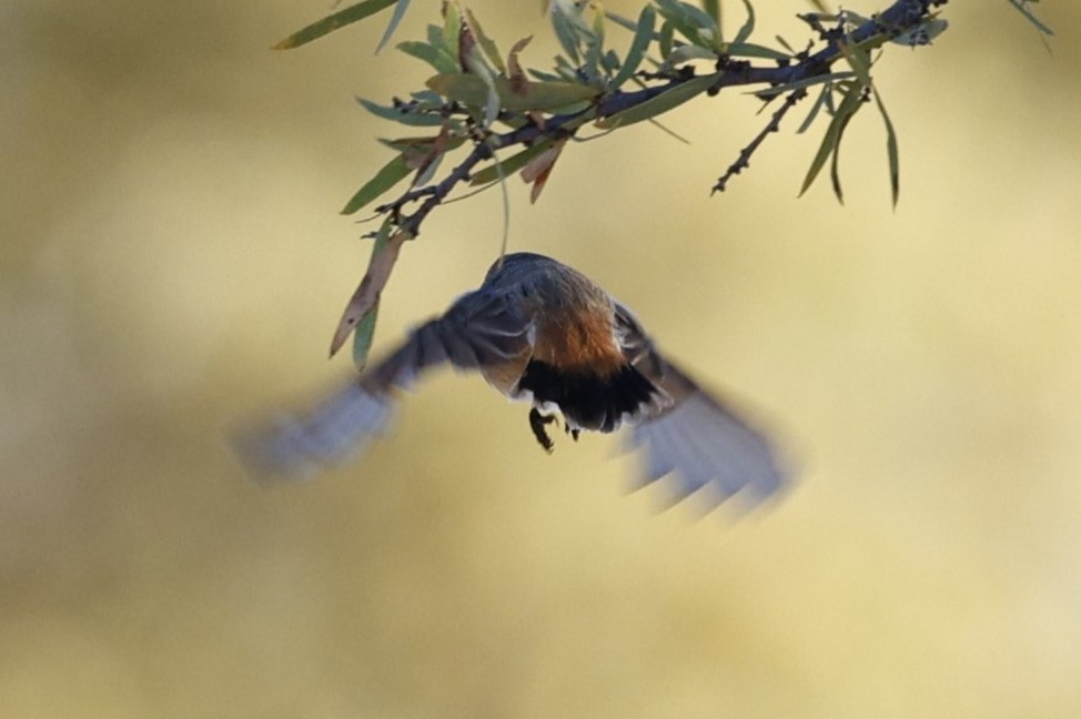 Bourke's Parrot - ML618867308