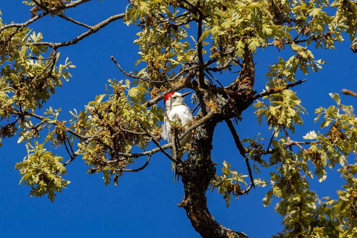 Acorn Woodpecker - William Clark