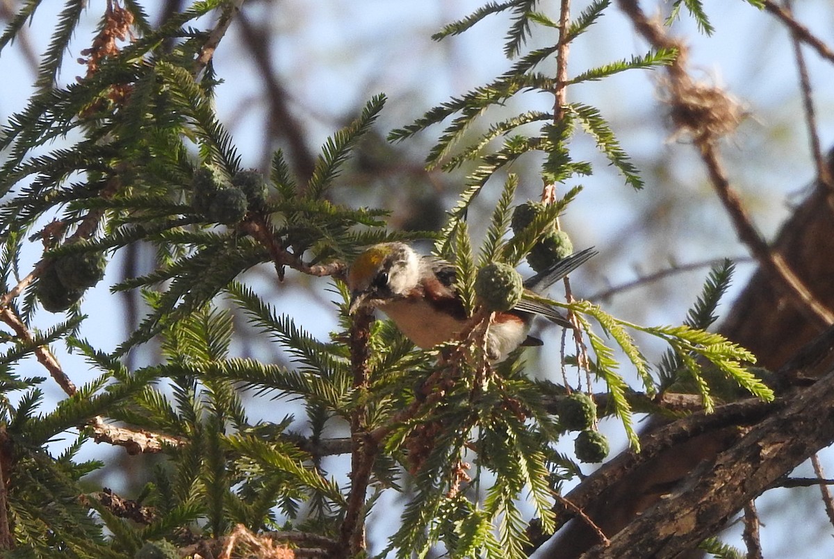 Chestnut-sided Warbler - ML618867324