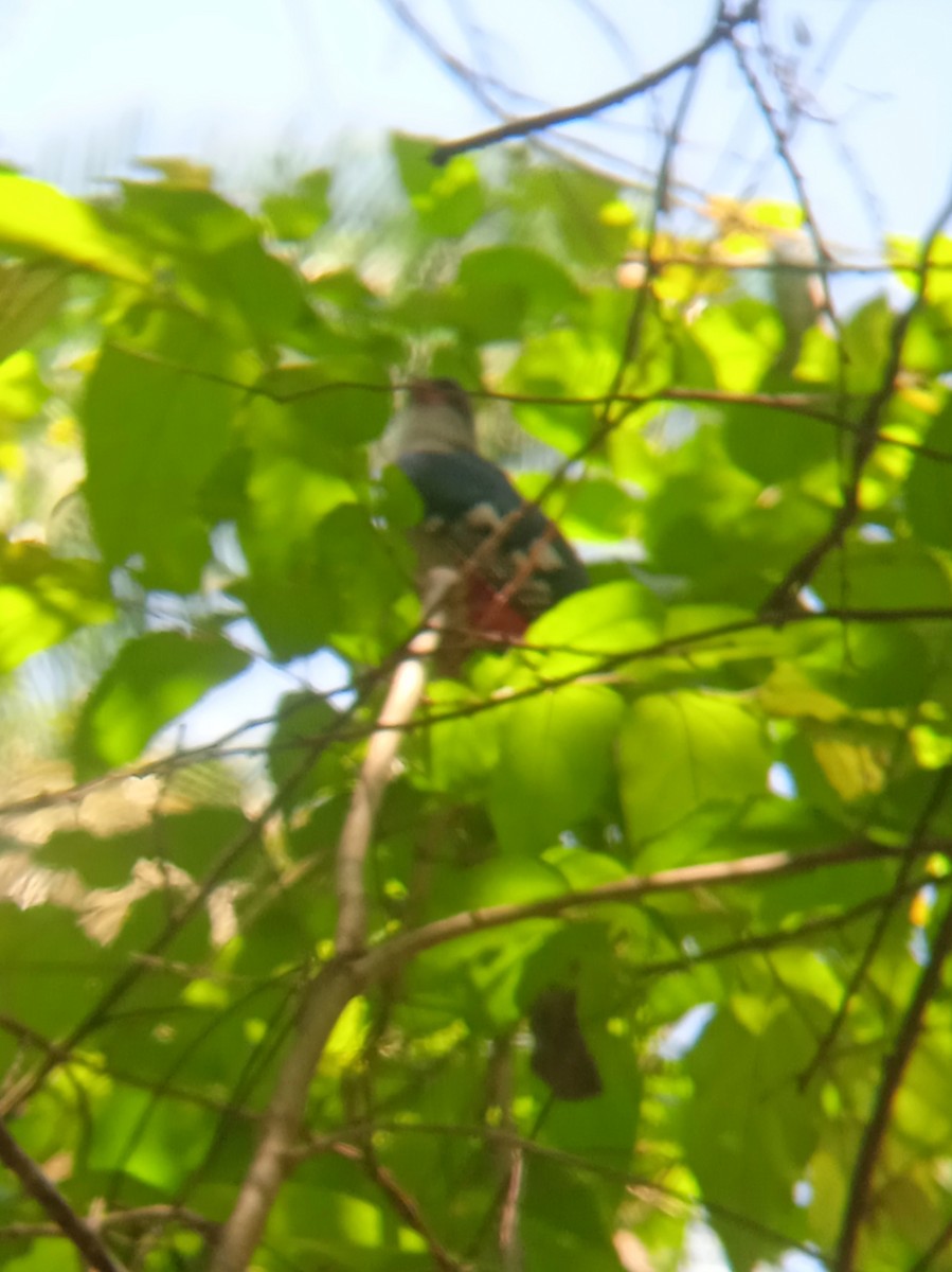 Cuban Trogon - Vladimir Cañizares