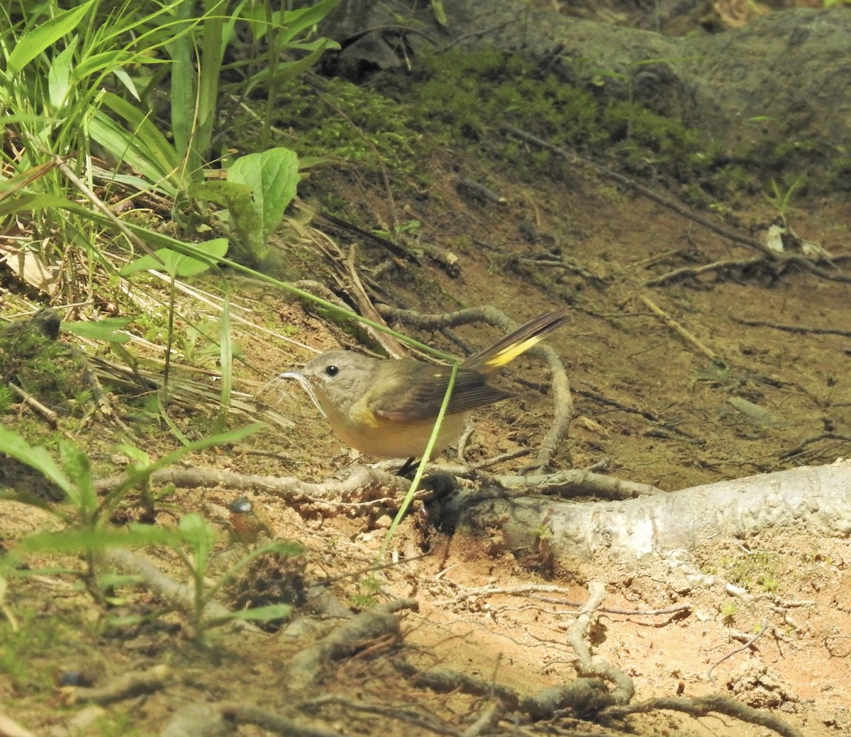 American Redstart - ML618867342