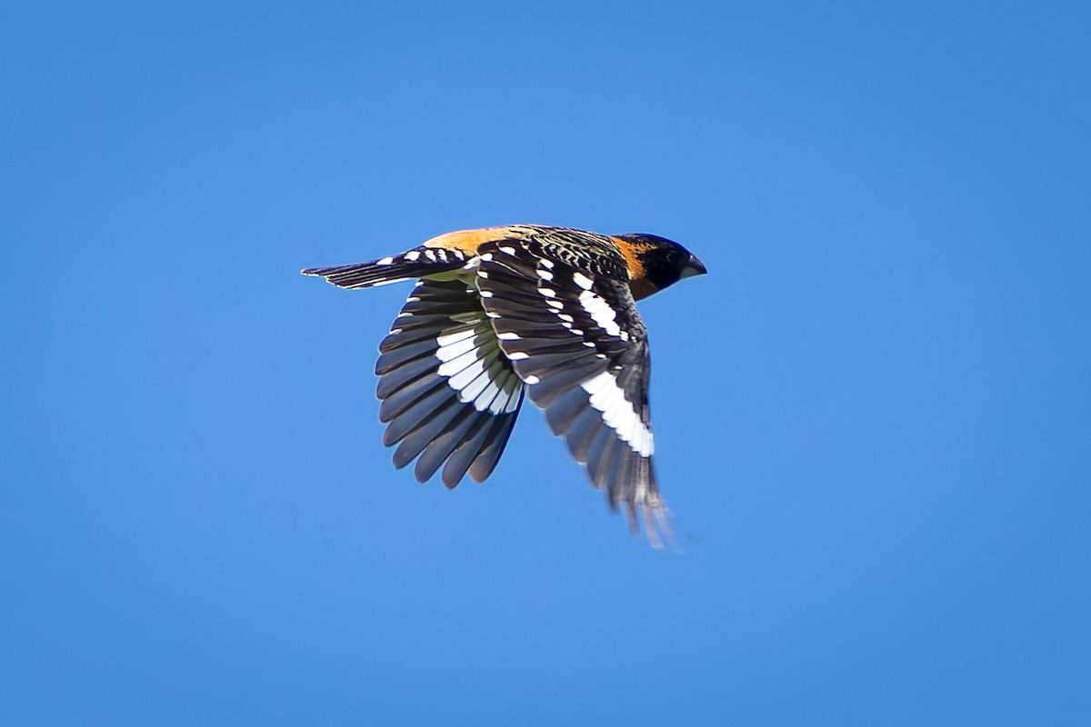 Black-headed Grosbeak - Ali Kasperzak