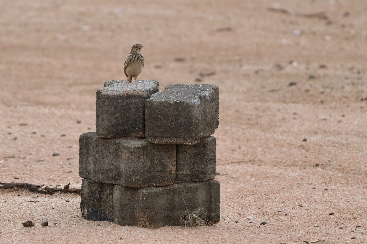 Indochinese Bushlark - Sam Hambly