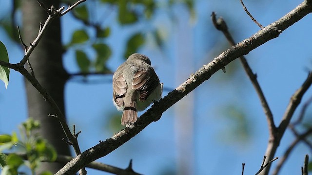 Віреон світлобровий - ML618867364