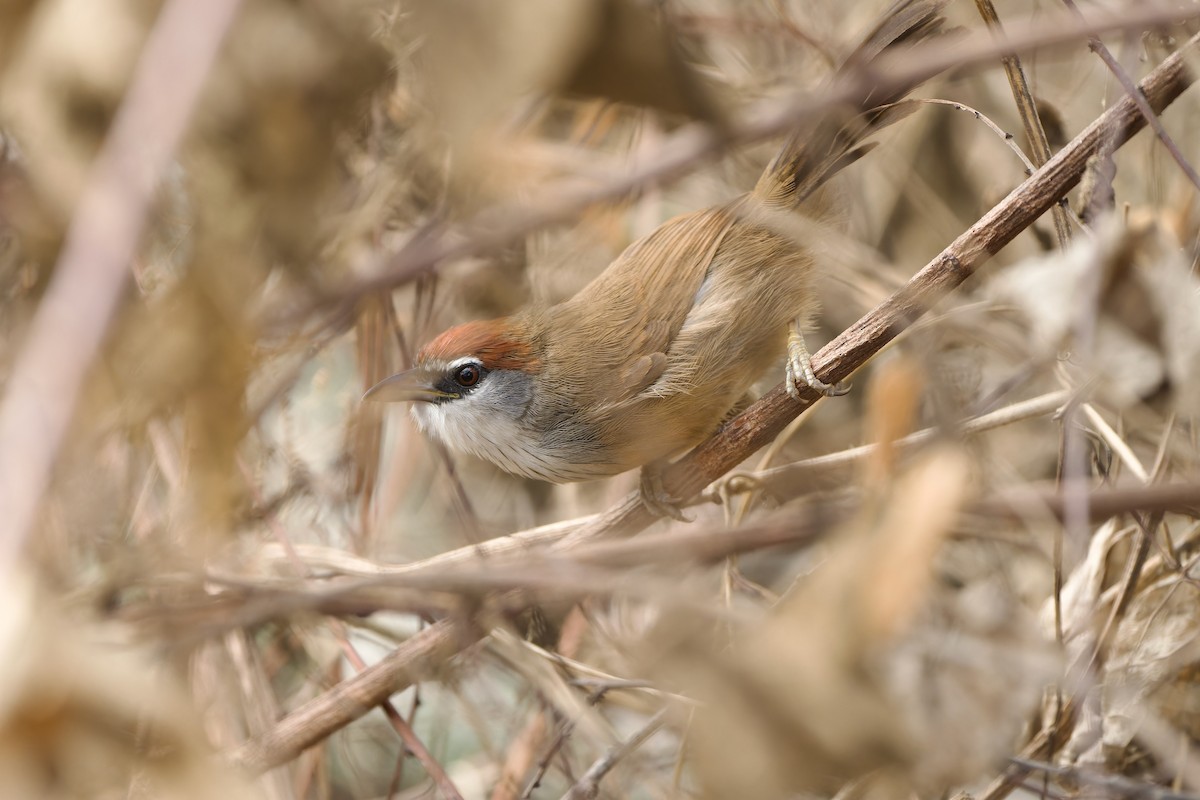 Chestnut-capped Babbler - Sam Hambly