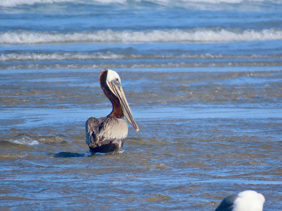 Brown Pelican - Dan Mottern