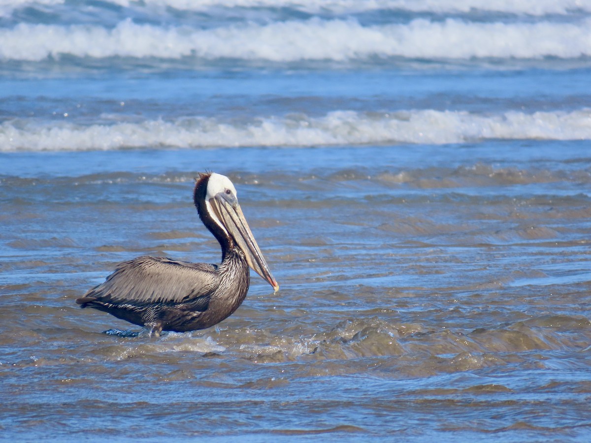 Brown Pelican - Dan Mottern