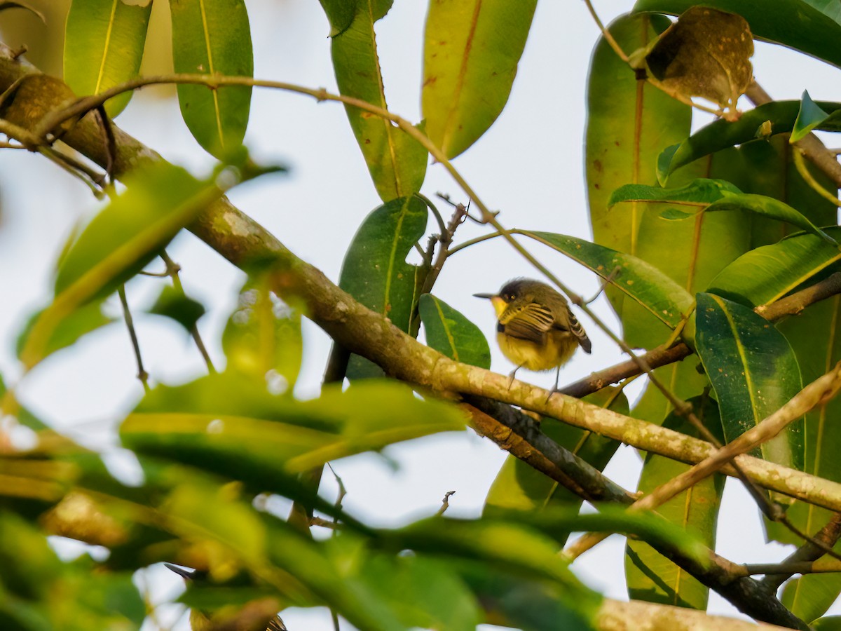 Common Tody-Flycatcher - Abe Villanueva