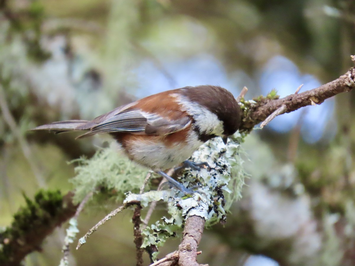 Chestnut-backed Chickadee - Dan Mottern