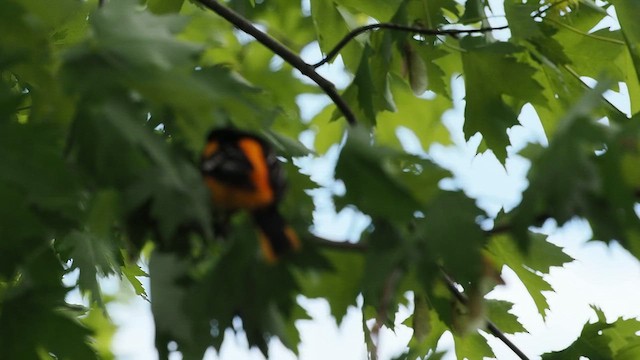 Baltimore Oriole - ML618867406